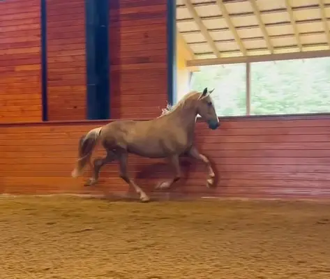 Dynamischer, seltener PRE-Palomino aus Champion-Blutlinien