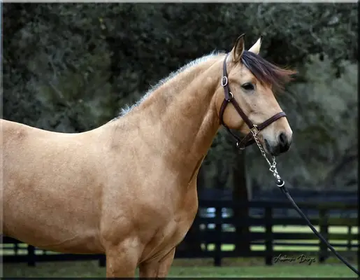 Wunderschöner Buckskin-Wallach, importiert aus Spanien