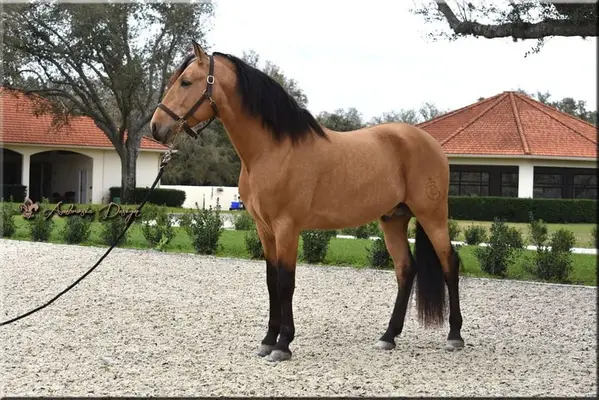 Wunderschöner Buckskin-Wallach, importiert aus Spanien
