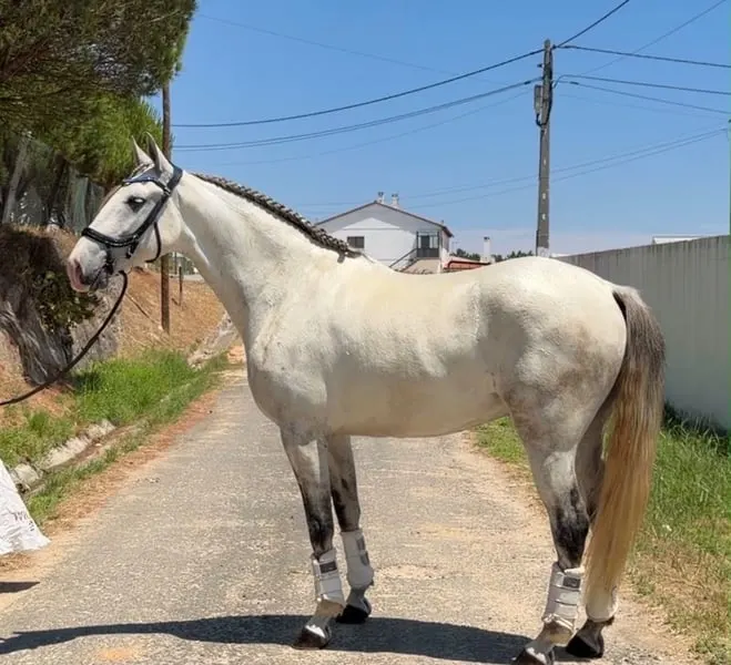 Charmanter Lusitano-Mix-Wallach- Verlässlich, ehrlich &vielseitig