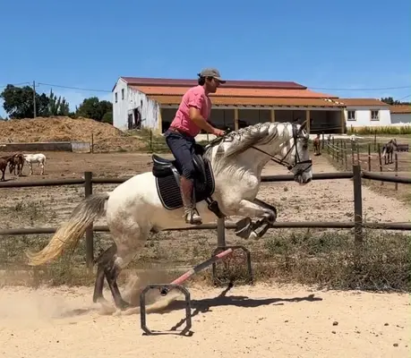 Charmanter Lusitano-Mix-Wallach- Verlässlich, ehrlich &vielseitig