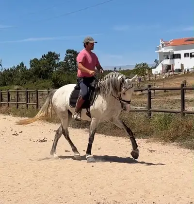 Charmanter Lusitano-Mix-Wallach- Verlässlich, ehrlich &vielseitig