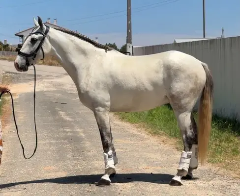 Charmanter Lusitano-Mix-Wallach- Verlässlich, ehrlich &vielseitig