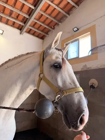 Charmanter Lusitano-Mix-Wallach- Verlässlich, ehrlich &vielseitig