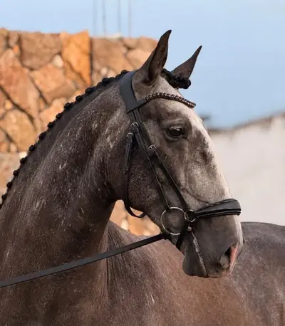 Top-Charakter & Elite-Abstammung unkomplizierter Allrounder