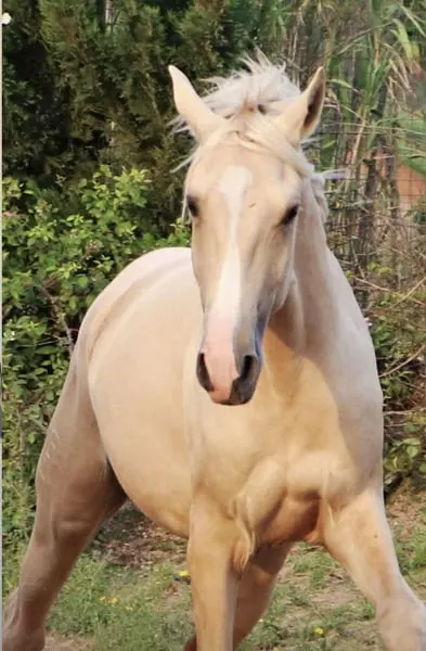 Exklusiver Lusitano-Hengst in seltener Sonderfarbe