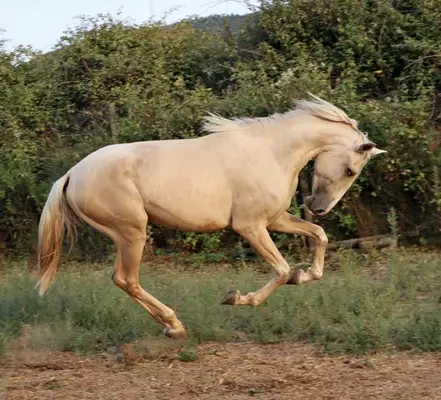 Exklusiver Lusitano-Hengst in seltener Sonderfarbe