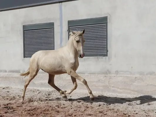 Exklusiver Lusitano-Hengst in seltener Sonderfarbe