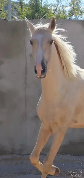 Exklusiver Lusitano-Hengst in seltener Sonderfarbe