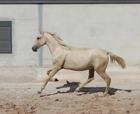 Exklusiver Lusitano-Hengst in seltener Sonderfarbe