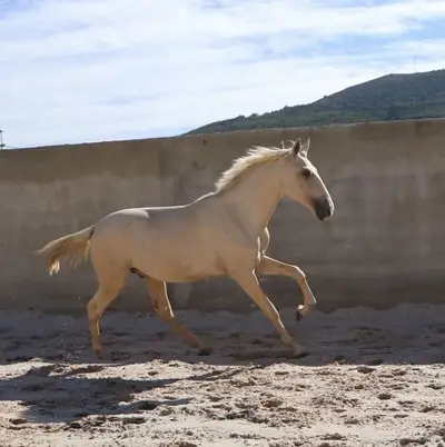 Exklusiver Lusitano-Hengst in seltener Sonderfarbe