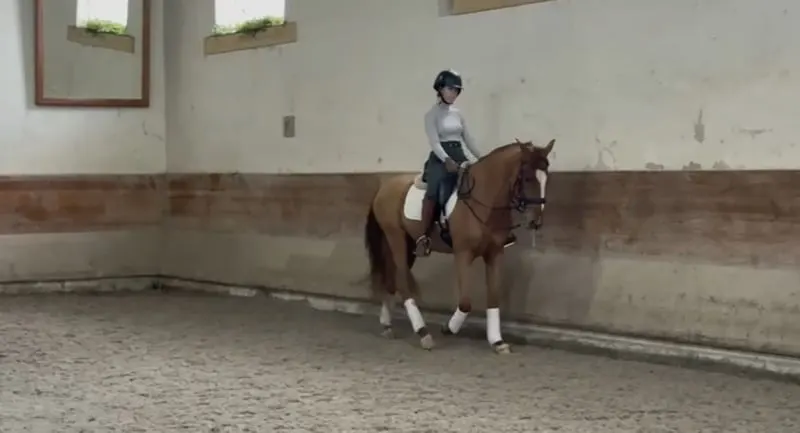 Eleganter Fuchs mit super Galopp & Herz aus Gold