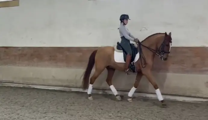 Eleganter Fuchs mit super Galopp & Herz aus Gold