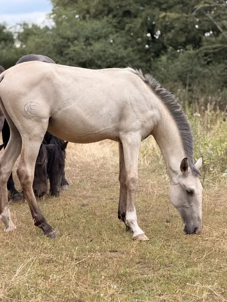 Buckskin-Lusitano mit Top-Genetik und Traumcharakter