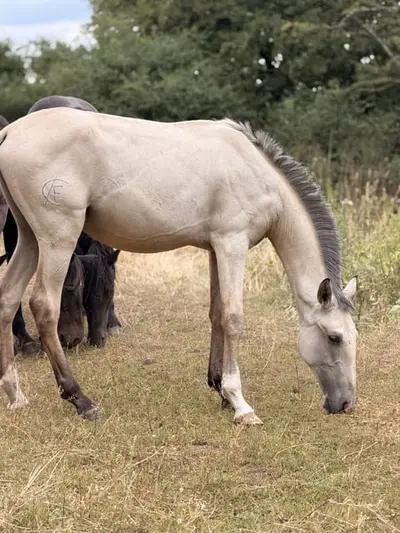 Buckskin-Lusitano mit Top-Genetik und Traumcharakter