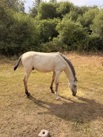 Buckskin-Lusitano mit Top-Genetik und Traumcharakter