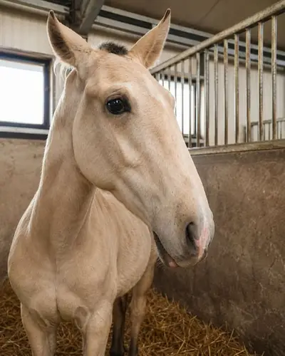 Buckskin-Lusitano mit Top-Genetik und Traumcharakter