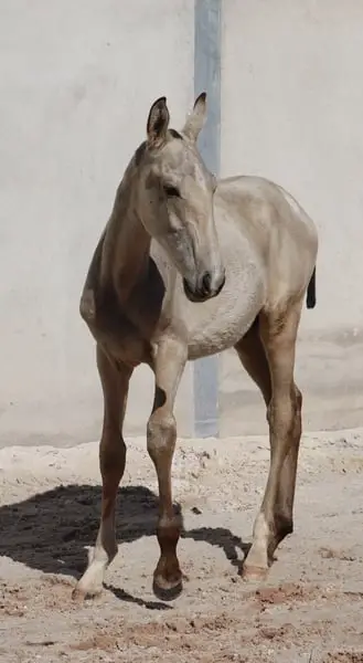Buckskin-Lusitano mit Top-Genetik und Traumcharakter