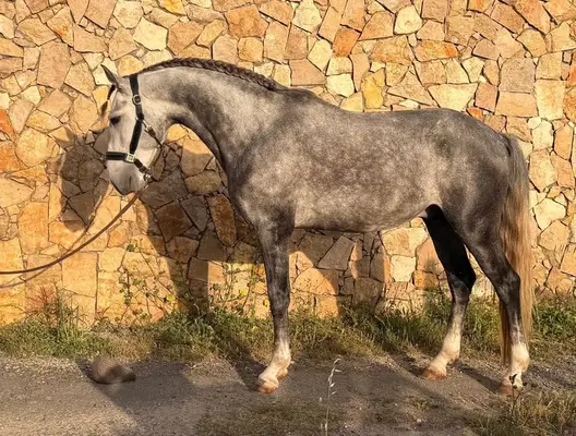Junger Lusitano-Hengst mit Spitzenabstammung