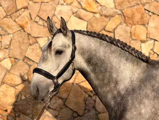 Junger Lusitano-Hengst mit Spitzenabstammung
