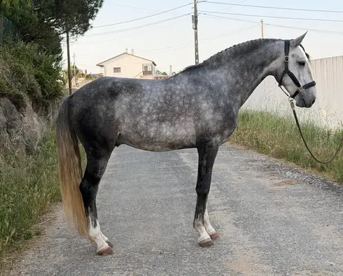 Junger Lusitano-Hengst mit Spitzenabstammung