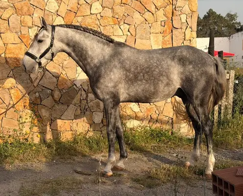 Junger Lusitano-Hengst mit Spitzenabstammung