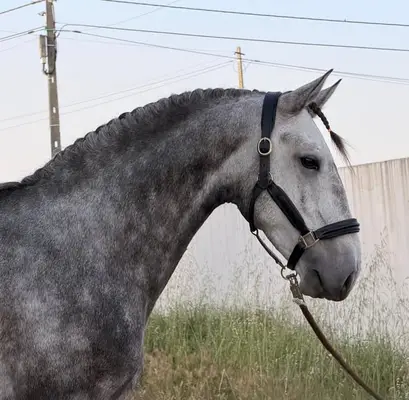Junger Lusitano-Hengst mit Spitzenabstammung