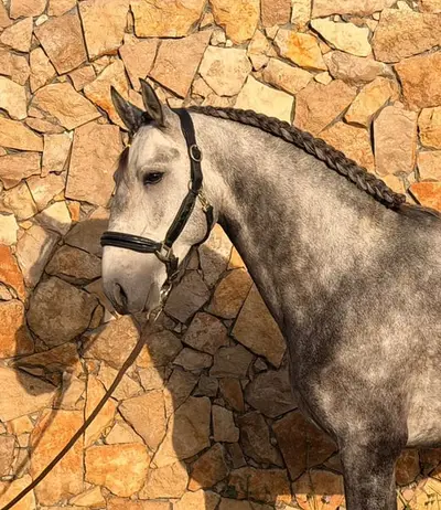 Junger Lusitano-Hengst mit Spitzenabstammung