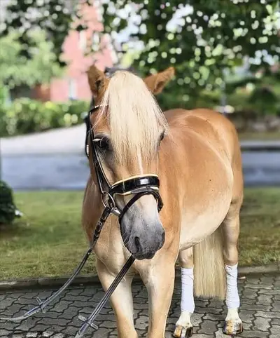 Haflinger para enamorarse – precioso con un carácter estupendo
