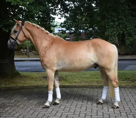 Haflinger zum Verlieben – bildschöner mit tollem Charakter