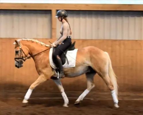 Haflinger zum Verlieben – bildschöner mit tollem Charakter