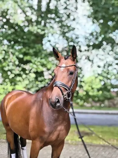 *Qualitätsvolles Dressurpferd mit viel Charme**