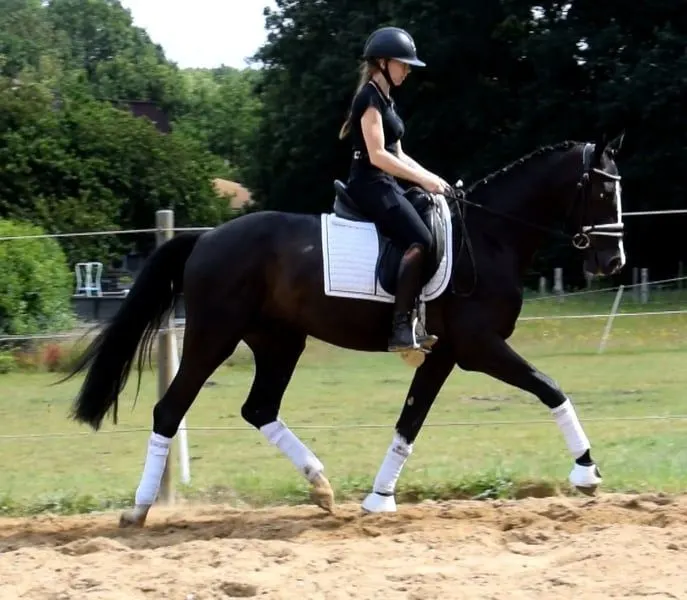 Ein Kumpel fürs Leben mit sportlichen Ambitionen***