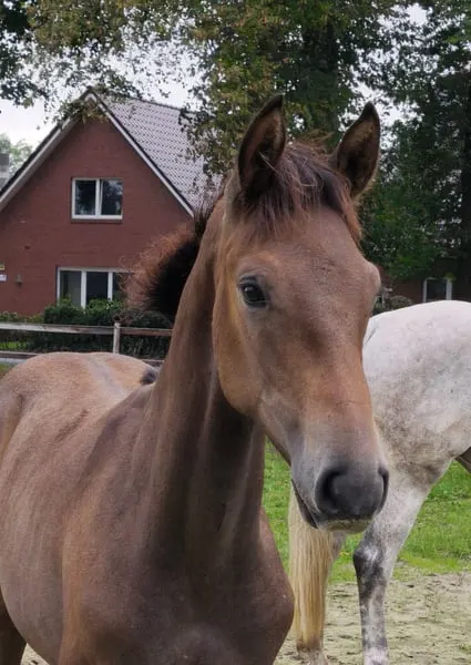 Hengstfohlen aus bester Springblut Linie