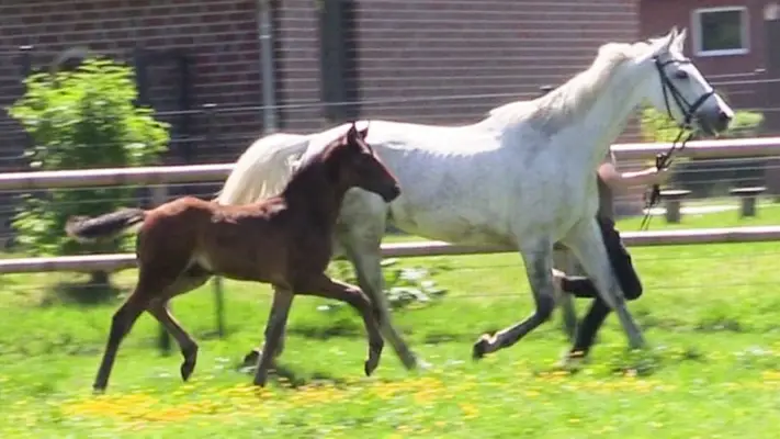 Hengstfohlen aus bester Springblut Linie
