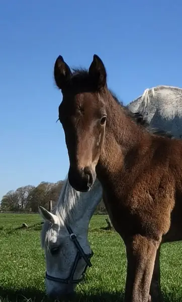 Hengstfohlen aus bester Springblut Linie