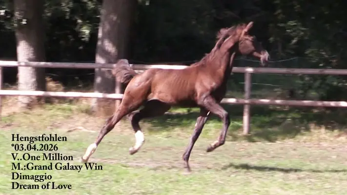 Colt foal with excellent basic gaits