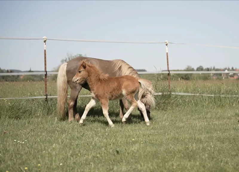 Classic Pony Hengstfohlen