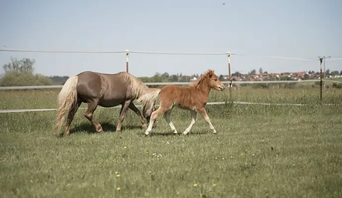 Classic Pony Hengstfohlen