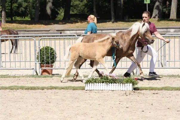 schickes Hengstfohlen mit bester Qualität - Gold prämiert!