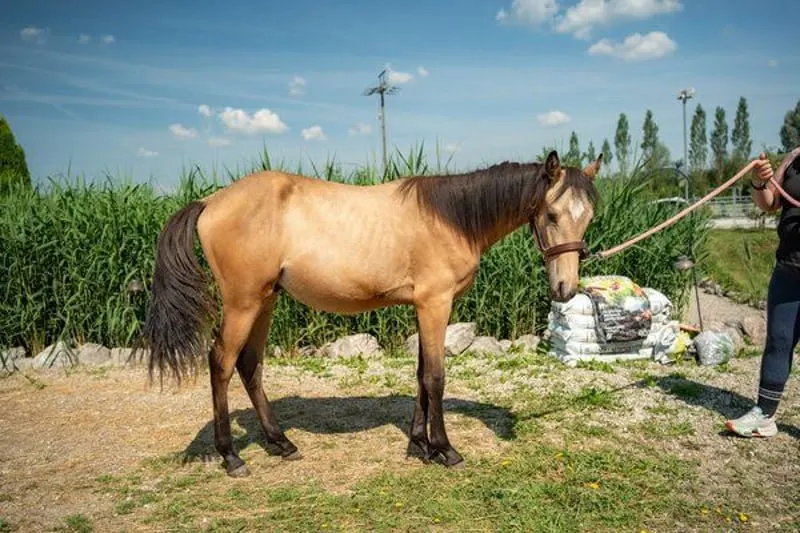 Deutsches Reitpony Hengstfohlen von Campino San, Bewegungsstark