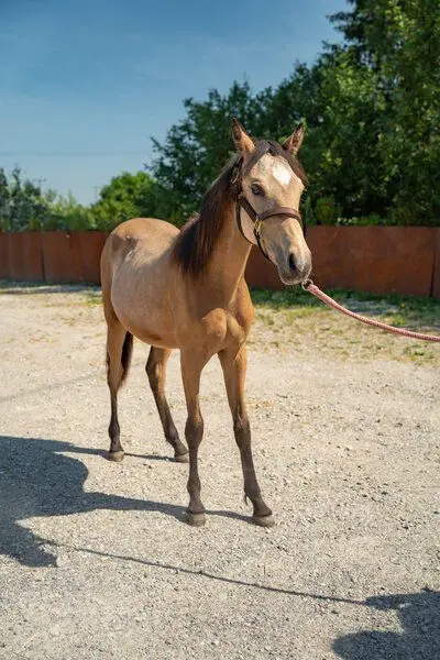 Deutsches Reitpony Hengstfohlen von Campino San, Bewegungsstark