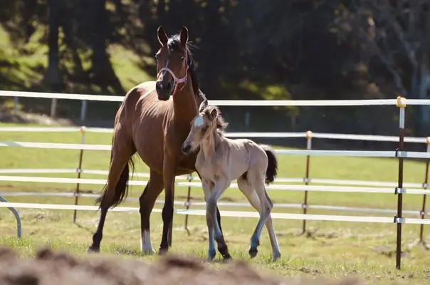 Deutsches Reitpony Hengstfohlen von Campino San, Bewegungsstark