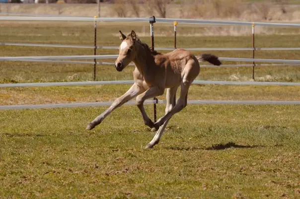 Deutsches Reitpony Hengstfohlen von Campino San, Bewegungsstark