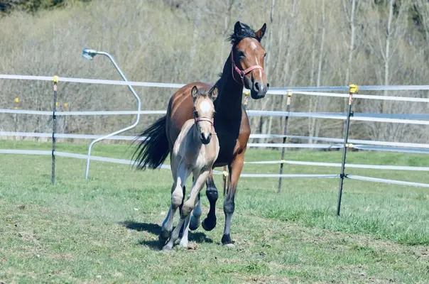 Deutsches Reitpony Hengstfohlen von Campino San, Bewegungsstark