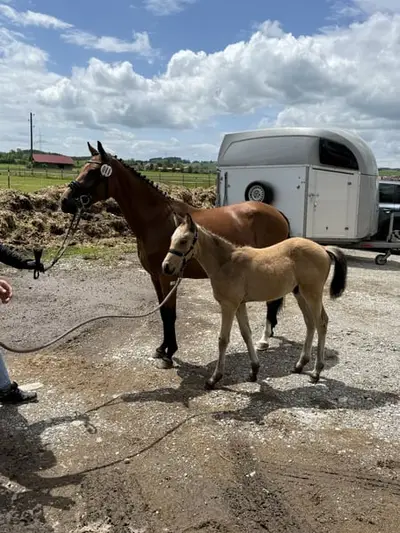 Deutsches Reitpony Hengstfohlen von Campino San, Bewegungsstark