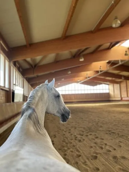 Große Paddockboxen auf moderner Reitanlage