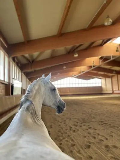 Grandes boxes con paddock en modernas instalaciones ecuestres