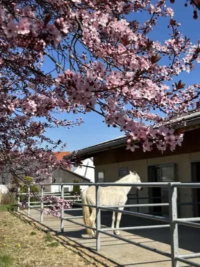 Große Paddockboxen auf moderner Reitanlage