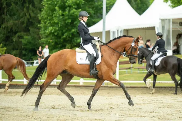 Dressur-Youngster mit Championatsqualität, DPA vorgestellt